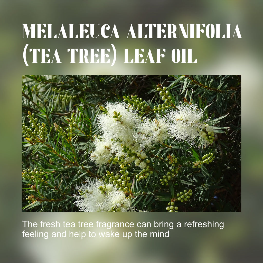 OCEAURA Tea Tree Essential Oil, Body Moisturizing Soft And Smooth Skin Refreshing And Relaxing Muscle Massage Treatment